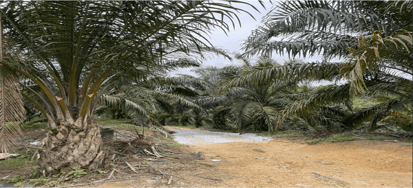 LEMBAH BERINGIN AREA - SUNGAI GUMUT, HULU SELANGOR